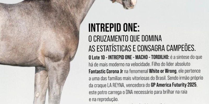 Leilão Haras Prata 50 anos edição imperdivel