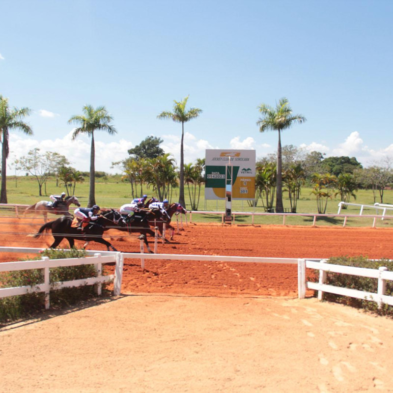 Ler mais sobre PAREO 5º LEILÃO HARAS BRASIL & CONVIDADOS