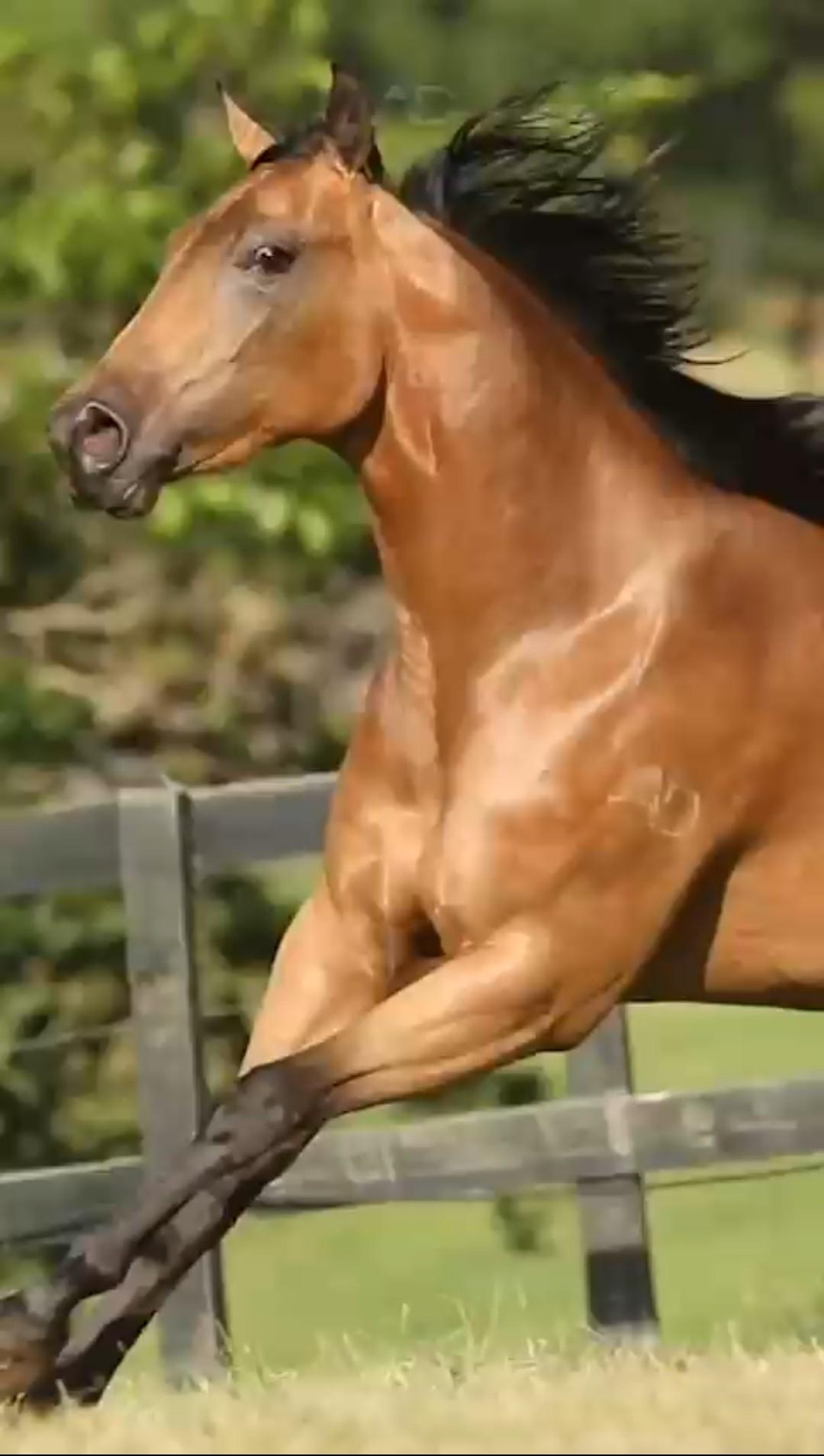 Leilão Ana Dantas Ranch -2023