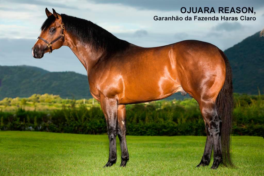 Triger Reason CR é o campeão do I GP Garanhões Cearenses no Hipódromo de Aquiraz Triger Reason CR é o campeão do I GP Garanhões Cearenses no Hipódromo de Aquiraz